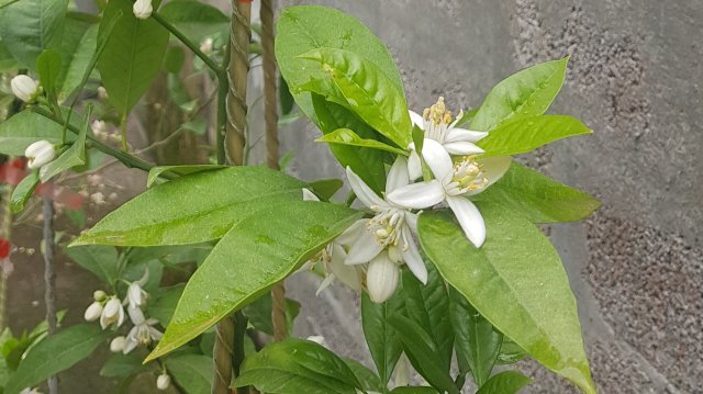 Цитрусята цветут и завязываются.mp4