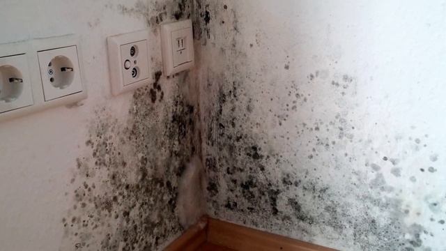 МОЙКА или ОЧИСТИТЕЛЬ ВОЗДУХА? Что выбрать?