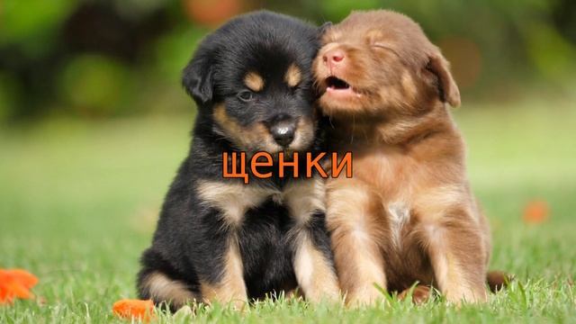 Видео про животных
