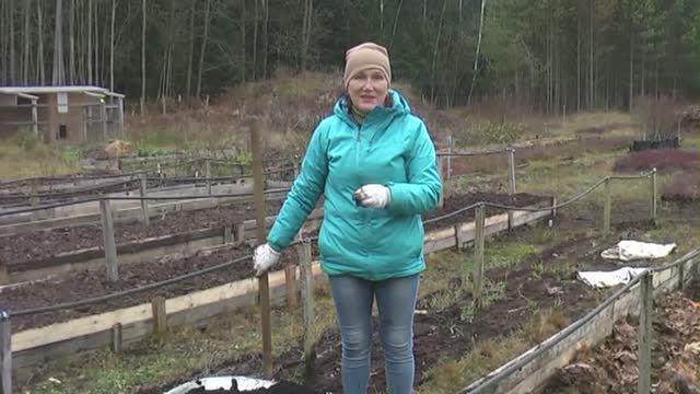 КАК ПОСАДИТЬ ВЗРОСЛЫЙ КУСТ ГОЛУБИКИ НА ВЫСОКУЮ ГРЯДКУ