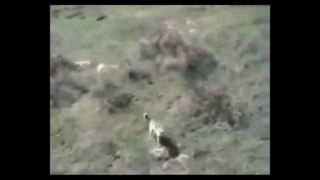Волченок