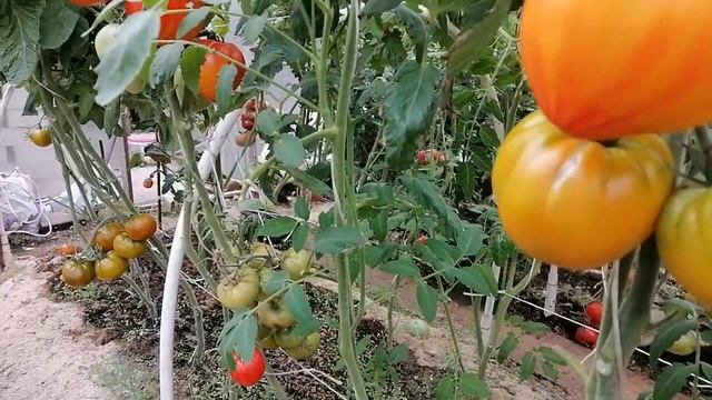 Томат Янтарный Барон