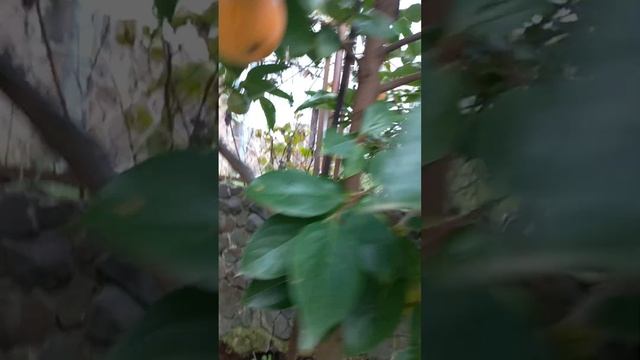 Хурма Жемчужина Сванеті, Хачія, шоколадниця.  Гранати.