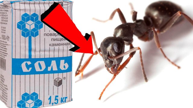 Как избавиться от муравьёв За 3 Секунды