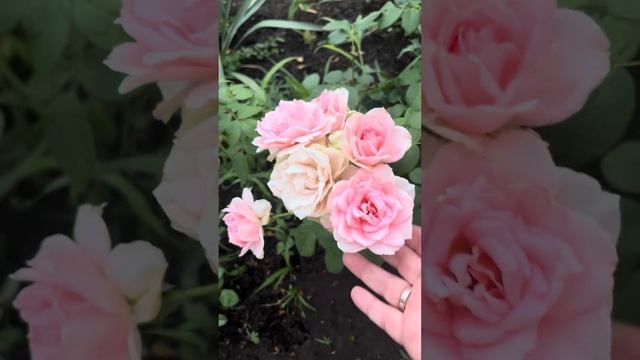 Ю а Бьютифул Роза