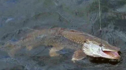 Лучшая поплавочная снасть на щуку