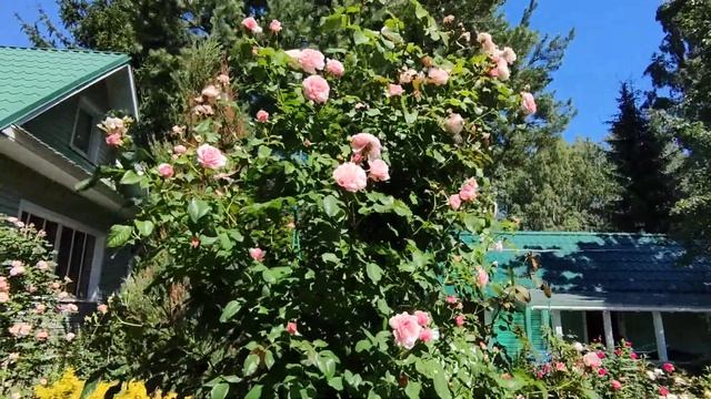 Плетистая роза Толбиак. Ленинградская область.