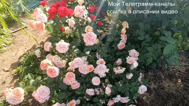 Роза Чипэндейл