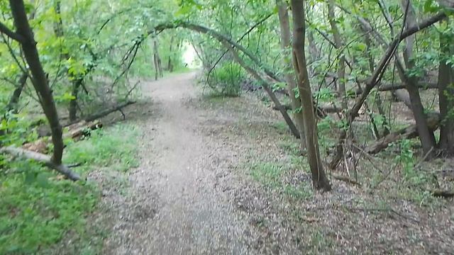 Городские джунгли