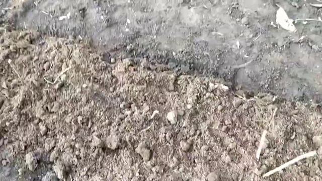 Размножение ремонтантной малины осенью.