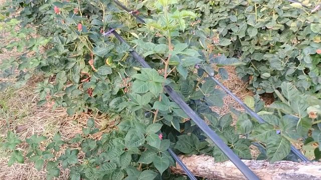 Паутинный клещ на ежевике Блэк джем, 18.09.2024.