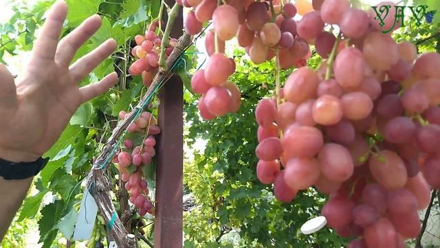 Виноград Дынька