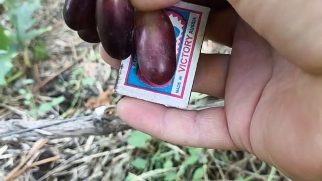 ДАНИЛА виноград селекции Донского Казачества очень р?