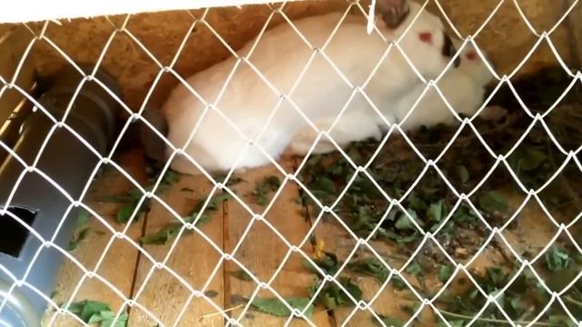 Кролики занимаются сексом! Случка кроликов.