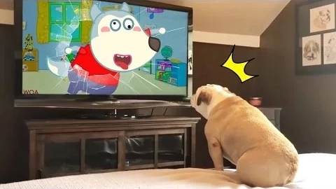 Забавная реакция собаки на Вулфу из телевизора 😾🐶 Вулфу в реальной жизни ! Самые смешные видео