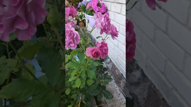 Роза Виолет Парфюм