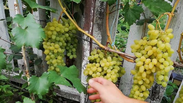 Виноград кишмиш Алекс 2024 рік