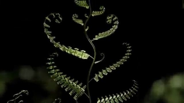 21-05-2025  Мощное исцеление всего организма. Матрица Гаряева.