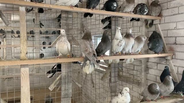 Николаевские голуби Тарабордина Александра 2023 тел. 8 (927) 890-87-41