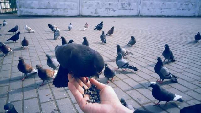Кормление голубей. Видео.