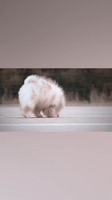 1746856094323.mp4