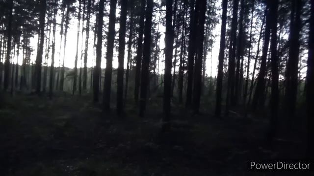 Охота на лося на гону.