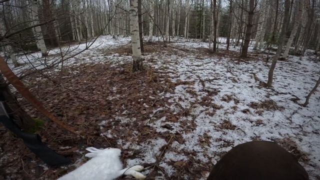 Охота на зайца с русской гончей в Костромской области