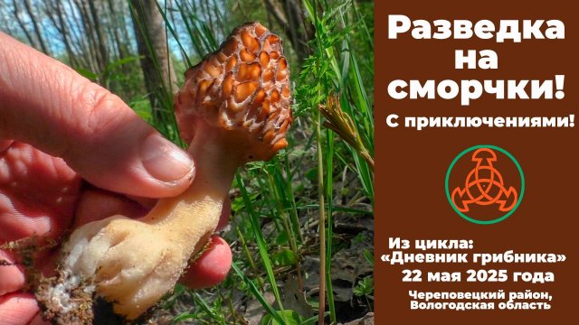 Разведка на сморчки! С приключениями!   Дневник грибника 22 мая 2025 года.