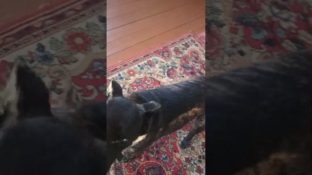 Аа К9 Мой друг Трой Кане-корсо