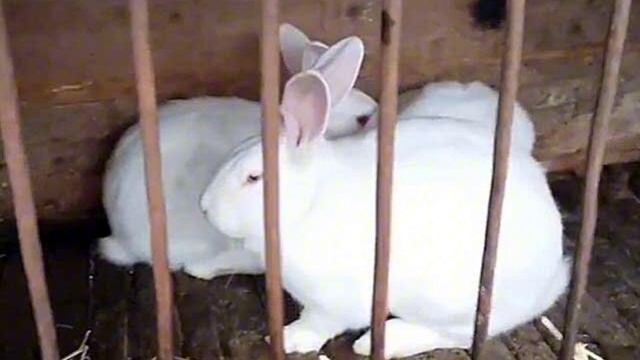 Кролики породы белый паннон. Плюсы и минусы паннона. С?