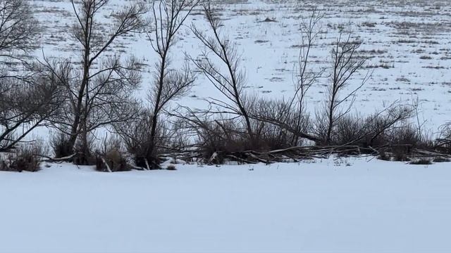 Охота на зайца с гончими 2025 🐇