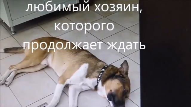 Судьба собаки ТОРРИ - Красноярск