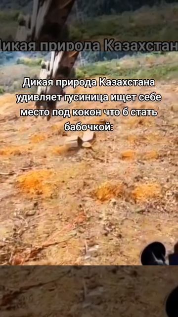развитие