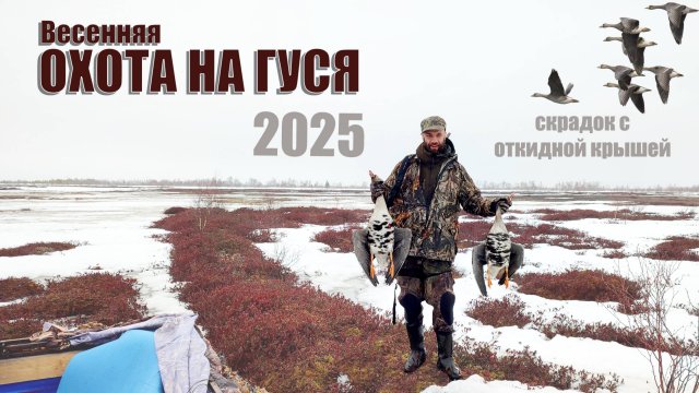 Весенняя охота на гуся. Скрадок с откидной крышей - маскировка на гуся. Налеты белолобого гуся