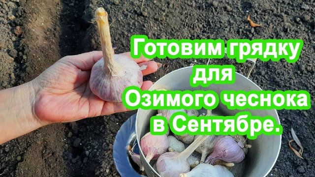 Когда и как сажать Чеснок. Раскрываю тонкости. Озимая посадка чеснока в почву
