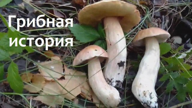 Грибы ягоды и неожиданные находки в лесу