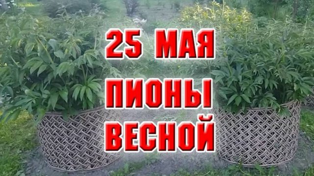 25 мая. Пионы весной