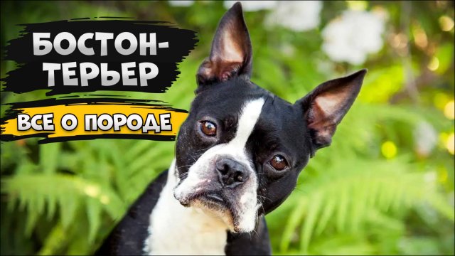 Бостон-терьер - Все о породе собаки | Собака породы - Бостон-терьер