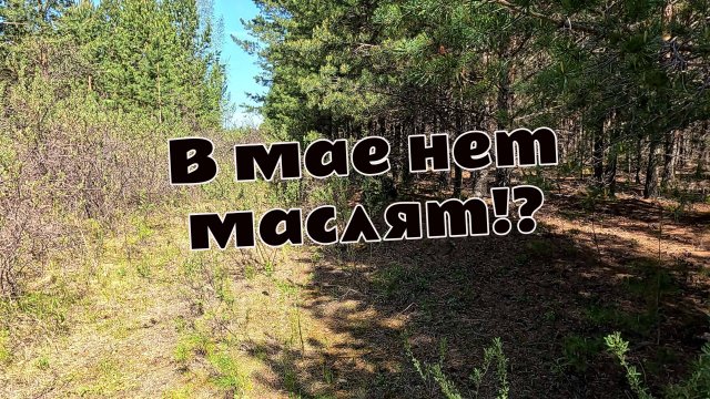 Многие говорят что маслят в мае нет... Проверим? За грибами весной. Самые ранние грибы, к