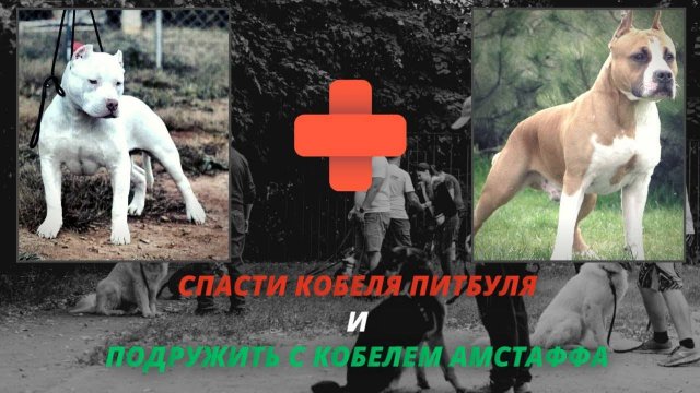 24 часа что изменило жизнь брошенного питбуля! Зооагрессия у собак