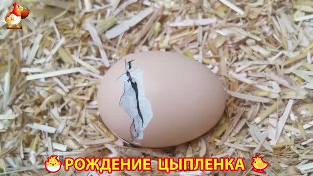 Как вылупляется цыпленок из яйца 🐣 Рождение цыпленка 🐥 (2)