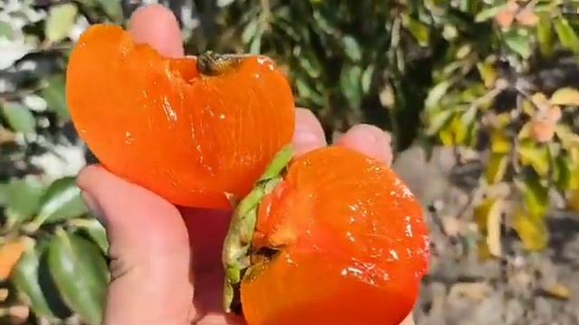 Хурма Гора Говерла. Неймовірно солодка, смачна і ніжна