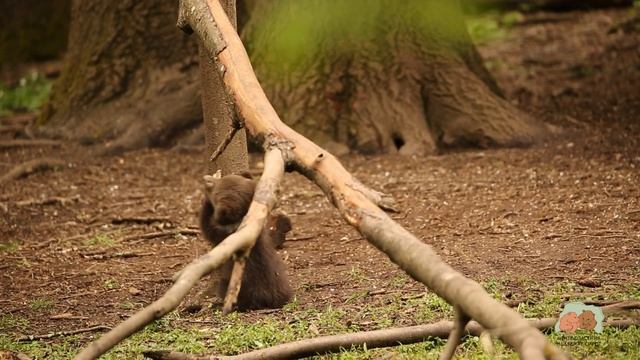 МЕДВЕЖАТА В ЭФИРЕ: ни минуты покоя!