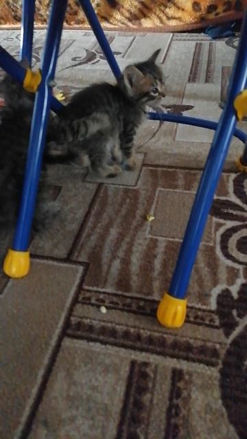 VID_20250523_162500.mp4