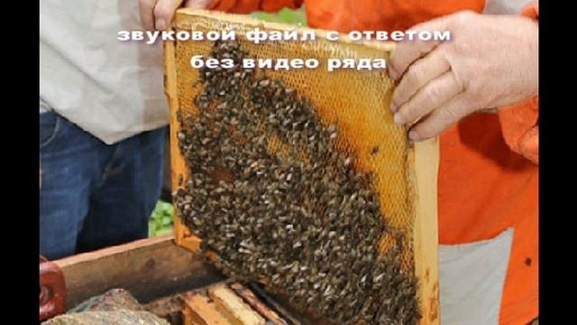 ответ на вопрос - искусственный рой от семьи пчел в роевом состоянии, чтобы пчелы не улетели