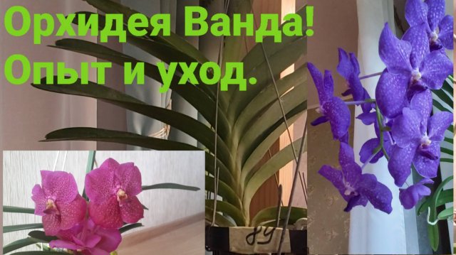 Орхидея Ванда!Новинка или нет?Что пришло.Уход и посадка.
