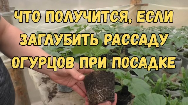 🥒❓ Что будет, если посадить огурцы слишком глубоко? Проверяем!