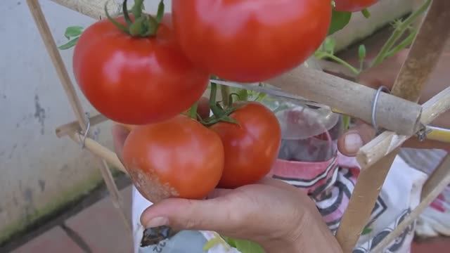 Как вырастить большие и сочные помидоры