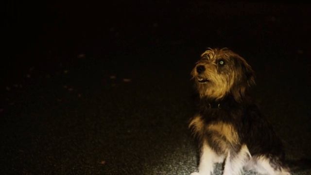 Паранормальный Веллингтон. Базуал (1 сезон, 1 эпизод)