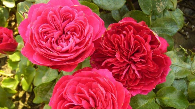 Роза Ред Леонардо да Винчи и другие сорта роз.